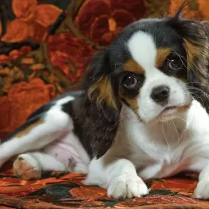 Cavalier King Charles Dog Puppy Print Cavalier King Charles Dog Puppy Print