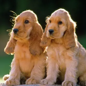 Perros Cocker Spaniels - perros pollos Perros Cocker Spaniels - perros pollos