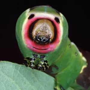 Cerura vinula Larva Print Cerura vinula Larva Print