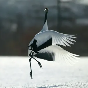 Red-crowned Crane Print - Hokkaido, Japan Red-crowned Crane Print - Hokkaido, Japan