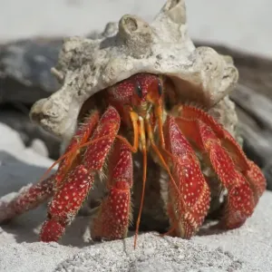 Red Hermit Crab Emerging from its shell Print Red Hermit Crab Emerging from its shell Print