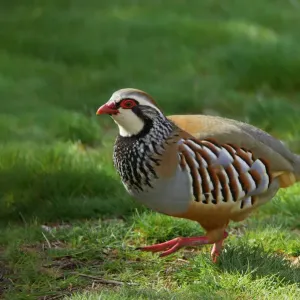 Rotfußhuhn