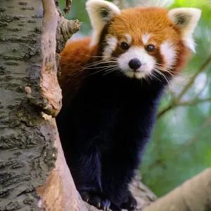 Roter Panda