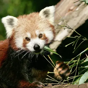 Red Panda Eating Bamboo Print Red Panda Eating Bamboo Print