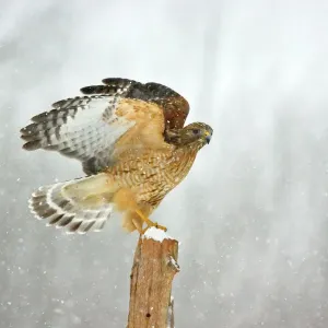 Red-shouldered Hawk in Snowstorm Print, Buteo lineatus Red-shouldered Hawk in Snowstorm Print, Buteo lineatus