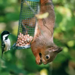 Red Squirrel on Feeder Print CK-1185 Red Squirrel on Feeder Print CK-1185