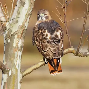 Rotschwanzbussard