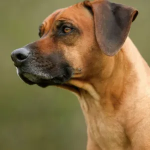 Rhodesian Ridgeback LA-2975 Print Rhodesian Ridgeback LA-2975 Print