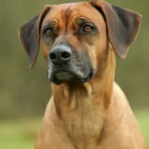 Rhodesian Ridgeback LA-2976 Print by Ardea Rhodesian Ridgeback LA-2976 Print by Ardea