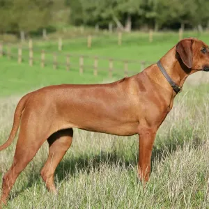 Rhodesian Ridgeback Print JD-18676 by John Daniels Rhodesian Ridgeback Print JD-18676 by John Daniels