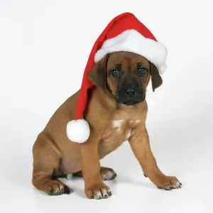 Rhodesian Ridgeback Puppy Wearing Christmas Hat Print Rhodesian Ridgeback Puppy Wearing Christmas Hat Print