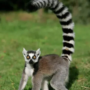 Ring-tailed Lemur Print (Lemur catta, WAT-9406) Ring-tailed Lemur Print (Lemur catta, WAT-9406)