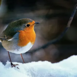 Robin on Snow Print, Erithacus rubecula Robin on Snow Print, Erithacus rubecula