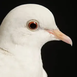 Steinpattesäger Steinpattesäger