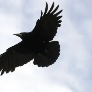 Rook in Flight Print Rook in Flight Print