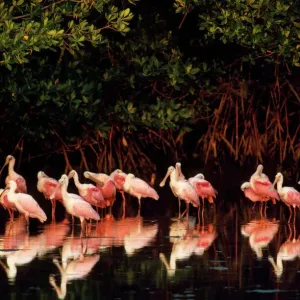 Roseate Spoonbill Print (Ajaia ajaja) Roseate Spoonbill Print (Ajaia ajaja)