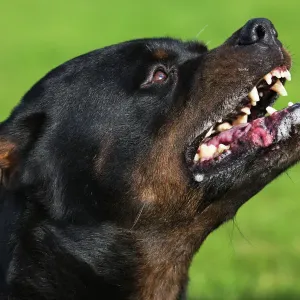 Rottweiler Snarl Print
