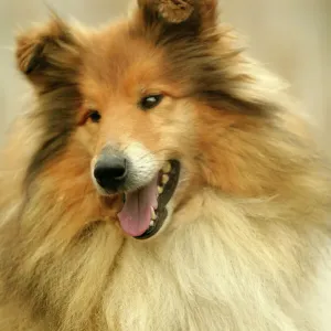 Rough Collie Print Rough Collie Print
