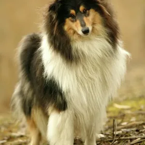 Rough Collie Dog LA-735 Print by Ardea Rough Collie Dog LA-735 Print by Ardea