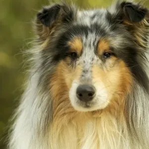 Rough Collie Dog LA-751 Print by Ardea Rough Collie Dog LA-751 Print by Ardea
