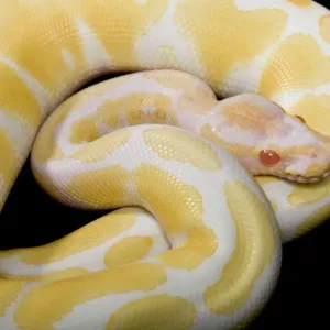 Royal Ball Python Albino Mutation Print - Africa PPG-1856 Royal Ball Python Albino Mutation Print - Africa PPG-1856