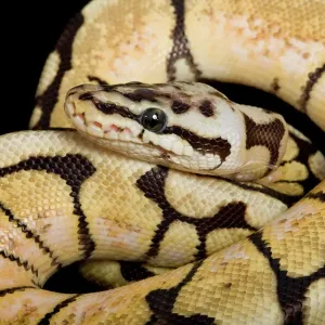 Royal Ball Python - Pastel "Bumblebee" Mutation Print Royal Ball Python - Pastel "Bumblebee" Mutation Print