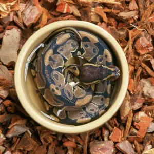 Royal Ball Python Print JD-15140 Royal Ball Python Print JD-15140