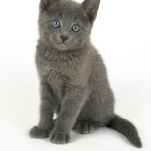 Russian Blue Kitten Print - JD-19530 Russian Blue Kitten Print - JD-19530