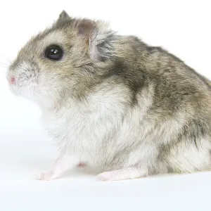 Russian Hamster Print (LA-5169) Russian Hamster Print (LA-5169)