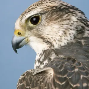 Saker Falcon Print - Close-up of a Saker Falcon's Head