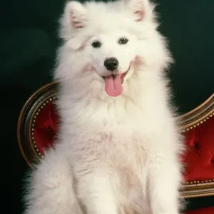 Samoyed Dog Print Samoyed Dog Print
