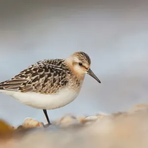 Ardea Wildlife Print of Sanderling in Cornwall, UK - DAC-372