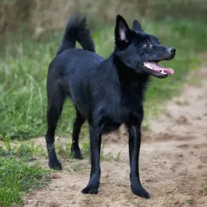 Schipperke oder Spitzkie Schipperke oder Spitzkie