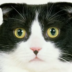 Chaton à plis écossais. Chaton à plis écossais.