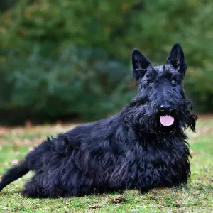 Terriers escoceses Terriers escoceses