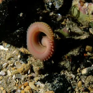 Segmenteles Wurm (Eunice spp.), ein segnetes Tier bewegt sich in einen Graben zur Bewegung in den Graben bei Edithburgh im Süden Australiens