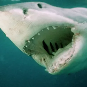 Great White Shark Close-up Print