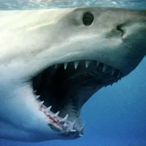 Great White Shark Print - South Australia Great White Shark Print - South Australia