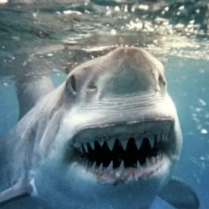Great White Shark Print - Underwater close-up of head and open mouth Great White Shark Print - Underwater close-up of head and open mouth