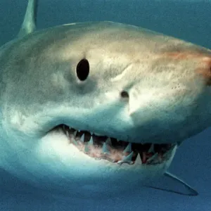 Great White Shark Underwater Print Great White Shark Underwater Print