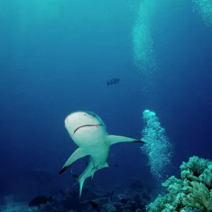 Grey Reef Shark Print, Coral Sea, Australia Grey Reef Shark Print, Coral Sea, Australia