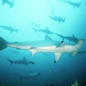 Scalloped Hammerhead Shark Group Print Scalloped Hammerhead Shark Group Print
