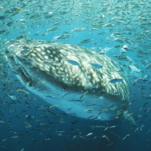 Whale Shark in Bait Ball Print Whale Shark in Bait Ball Print