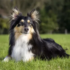 Sheltie Sheltie