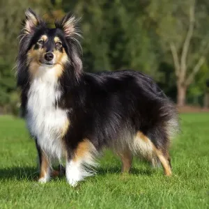 Sheltie Sheltie
