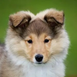 Chiot de Sheltie. Chiot de Sheltie.