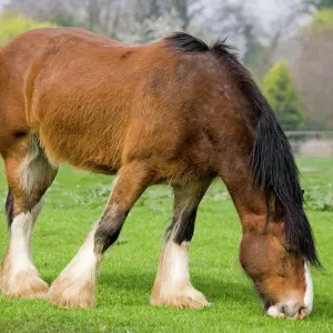 Shire Horse - Grazing Print, Cotswold Farm Park, UK Shire Horse - Grazing Print, Cotswold Farm Park, UK