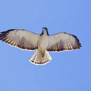 Kurztailschwalbe im Flug mit Eidechsenfresser, erwachsene Tiere; März, Nayarit-Mexiko Kurztailschwalbe im Flug mit Eidechsenfresser, erwachsene Tiere; März, Nayarit-Mexiko