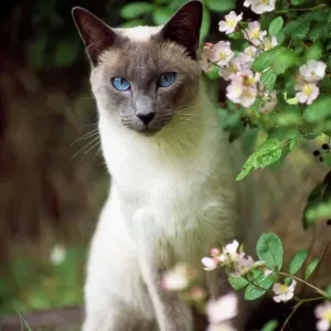 Siamese Blue Point Cat Garden Print Siamese Blue Point Cat Garden Print