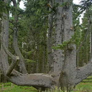 Sitka Spruce / Octopus Tree Print, Cape Mears, Oregon Coast Sitka Spruce / Octopus Tree Print, Cape Mears, Oregon Coast